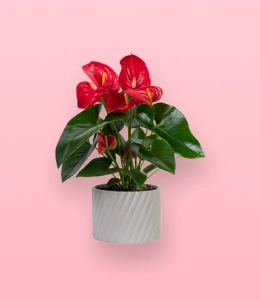 anantaddons-product3